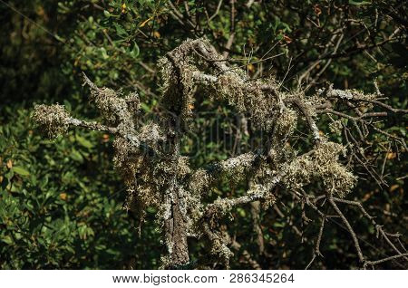 Close-up Of Thicket Branches With Lichens On A Dirt Path Through Forest At The Monfrague National Pa
