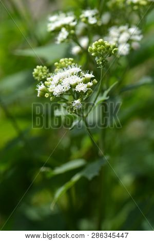 White Snakeroot - Latin Name - Ageratina Altissima
