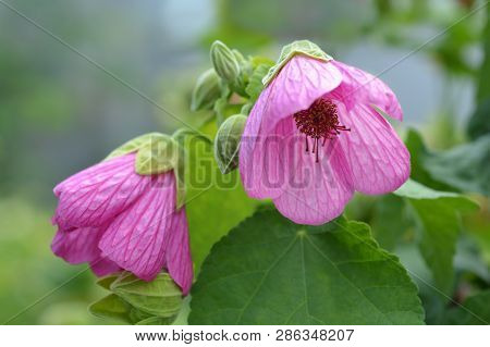 Chinese Lantern Pink Flowers - Latin Name - Abutilon Hybrids