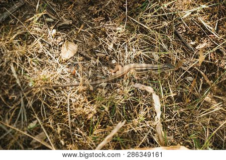 Close-up Of Small Lizard Mimicked In The Grass And Dry Leaves On A Sunny Day At The Monfrague Nation