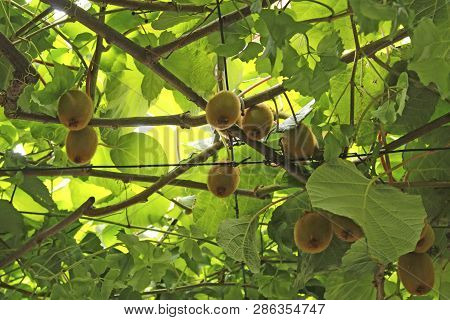 Kiwi Fruits On A Branch, Blured Focus. With Branches And Leaves. Natural Garden In Montenegro.