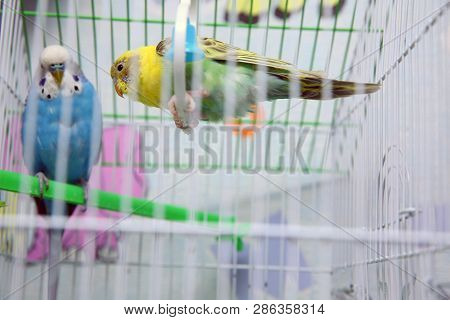 Green And Blue Budgerigar Parrot Close Up Sits On Cage Near The Mirror. Cute Green Budgie .parrot Ea