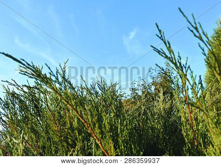 Green Sprigs Of Mozhevelnik Against The Sky.