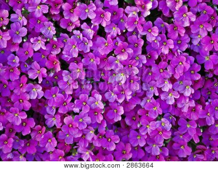 Purple Blanket