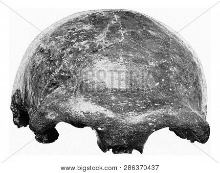 Cranium Neanderthal man, vintage photo. From the Universe and Humanity, 1910.
