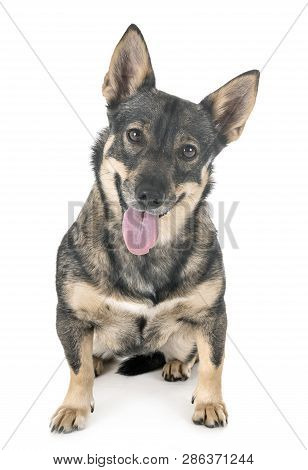 Swedish Vallhund In Front Of White Background