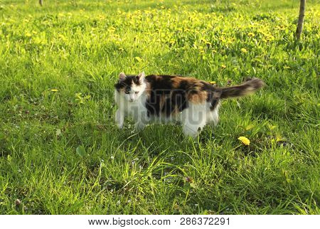 Beautiful Fluffy Calico Cat In Green Grass