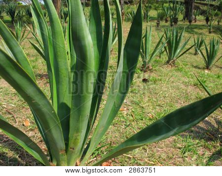 Plantation de chanvre sisal