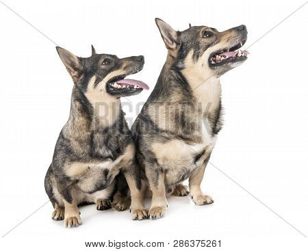 Swedish Vallhunds In Front Of White Background