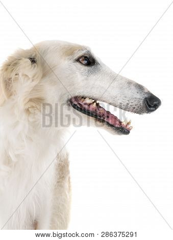 White Borzoi In Front Of White Background