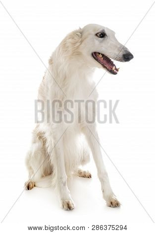 White Borzoi In Front Of White Background
