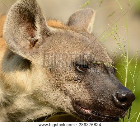 Beautiful Spotted Hyaenas (hyaena Hyaena) Looking For Her Prey