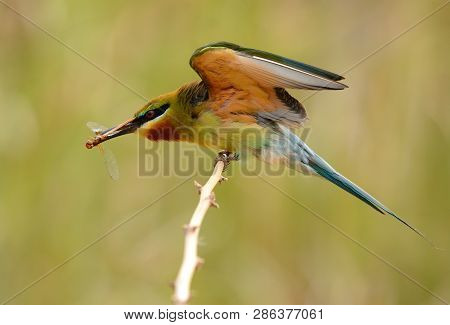 Beautiful Blue Tailed Bee Eater (merops Philippinus) Possing