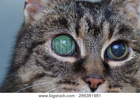 Acute Glaucoma In Adult Cat, Intraocular Presure Increased And Blind At Presentation, Keratic Precip