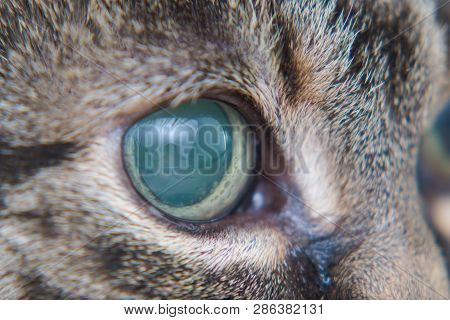 Acute Glaucoma In Adult Cat, Intraocular Presure Increased And Blind At Presentation, Keratic Precip
