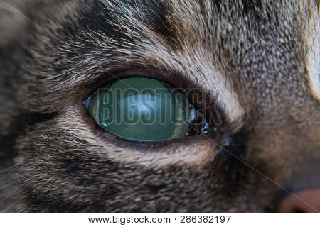 Acute Glaucoma In Adult Cat, Intraocular Presure Increased And Blind At Presentation, Keratic Precip