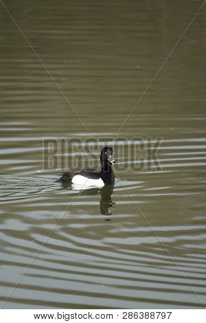 Male Tufted Duck (aythya Fuligula) On Pond During Winter