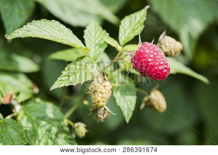 Ripe Branch Of Raspberry On Bush In The Garden.