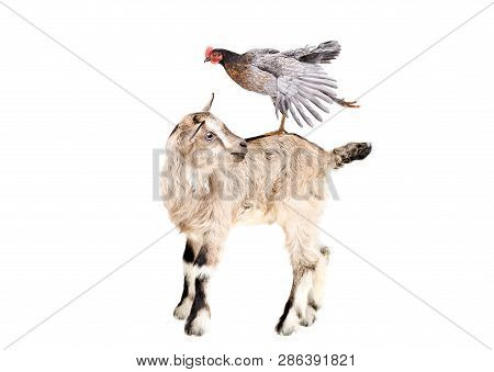 Little Goatling Standing With Chicken On The Back