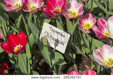 Tulipa Of The Fosteriana Hit Parade  Species On A Flowerbed. Translation Of The Word On Nameplate: 