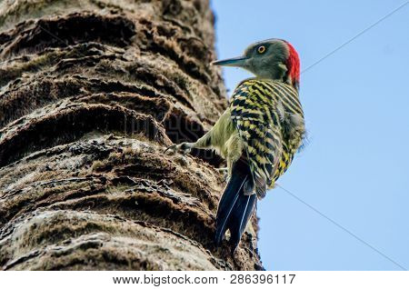 Hispaniolan Woodpecker Or Melanerpes Striatus On Palm Stem Close