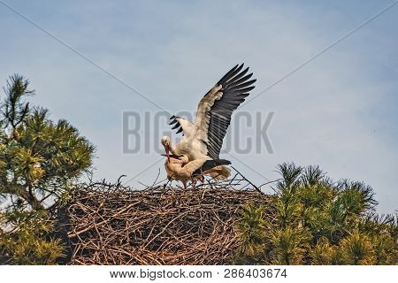 Two Storks Cleaning Themselves In Their Nest On Top Of A Pine
