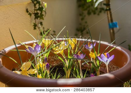 Yellow And Violet Krokus Flowers In Their Flowerpot
