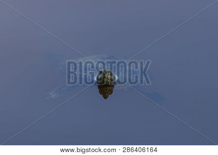 Trachemys Scripta Elegans In Llobregat Delta, Catalonia, Spain