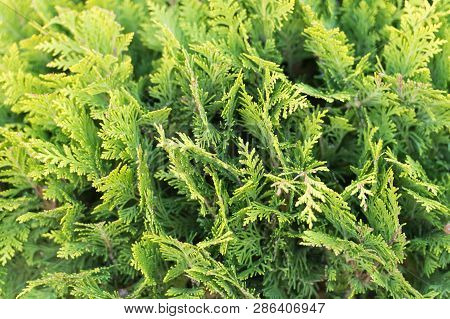 Green Wall Of Cupressus Tree As Background Texture. Natural Wallpaper Concept. Closeup Of Cupressus 