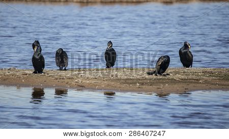 Great Cormorants In Llobregat Delta, Catalonia, Spain