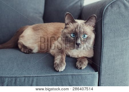 Beautiful Colorpoint Blue-eyed Cat Lying On Couch Sofa Looking In Camera. Fluffy Hairy Domestic Pet 
