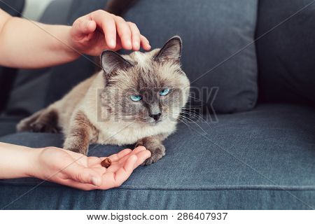 Animal Owner Feeding Cat With Dry Food Granules From His Hand Palm. Beautiful Colorpoint Domestic Fe
