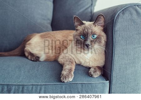 Beautiful Colorpoint Blue-eyed Cat Lying On Couch Sofa Looking In Camera. Fluffy Hairy Domestic Pet 