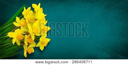 Amazing Grunge Background With Yellow Daffodils Flowers On Turquoise Texture. Beautiful Greeting Car