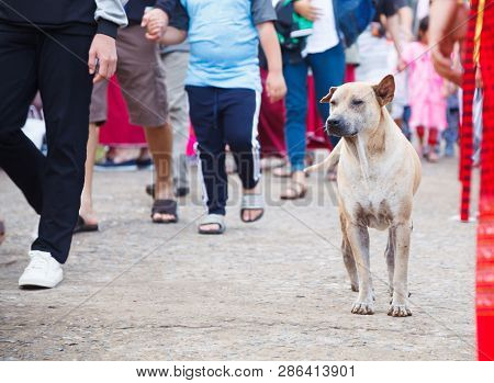 Unattended Stray Mixed Breed Brown White Colored Street Dog On Pedestrian Walkway Background. Domest