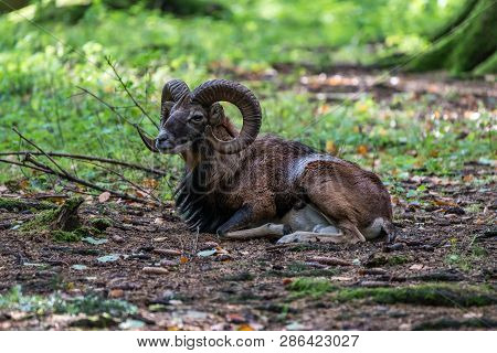 The European Mouflon, Ovis Orientalis Musimon Is The Westernmost And Smallest Sub-species Of Mouflon
