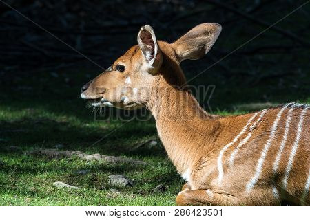 Indian Blackbuck, Antelope Cervicapra Or Indian Antelope. The Blackbuck Inhabits Grassy Plains And S