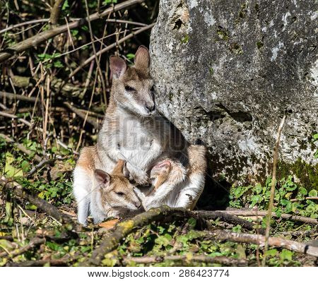 The Agile Wallaby, Macropus Agilis Also Known As The Sandy Wallaby Is A Species Of Wallaby Found In 