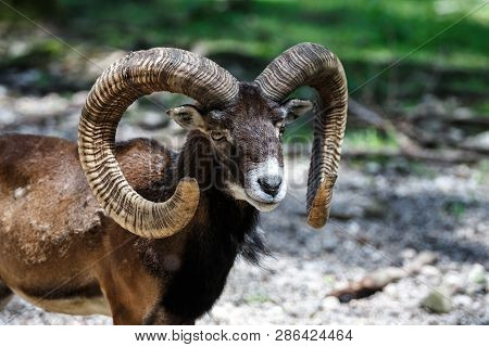 The European Mouflon, Ovis Orientalis Musimon Is The Westernmost And Smallest Sub-species Of Mouflon