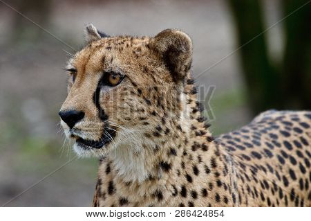 The Cheetah, Acinonyx Jubatus Is A Large Cat Of The Subfamily Felinae That Occurs In Southern, North