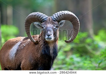 The European Mouflon, Ovis Orientalis Musimon Is The Westernmost And Smallest Sub-species Of Mouflon