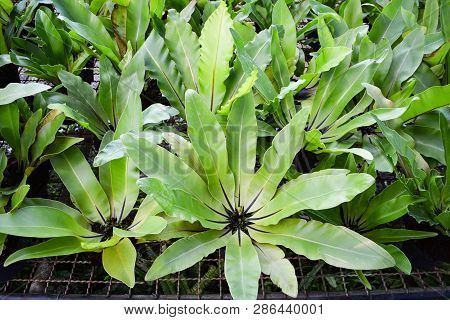 Green Leaves Of Bird Nest Fern In Nursery Garden Farm Plant Background - Asplenium Nidus Fern Nest