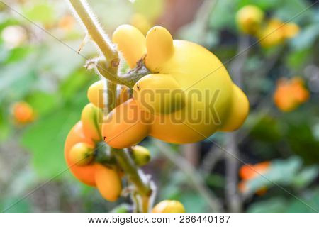 Titty Nipple Fruit Yellow Eggplant On Tree In The Garden / Solanum Mammosum Thorny Popolo