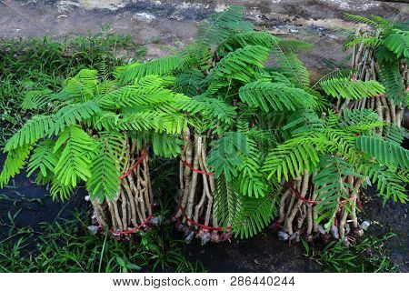 Young Acacia Pennata Plant Tree / Climbing Wattle For Nursery Agriculture - Senegalia Pennata