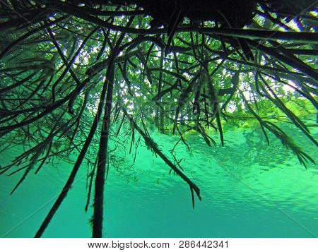 Diving Cenotes Mexico Underwater World Caves Sport