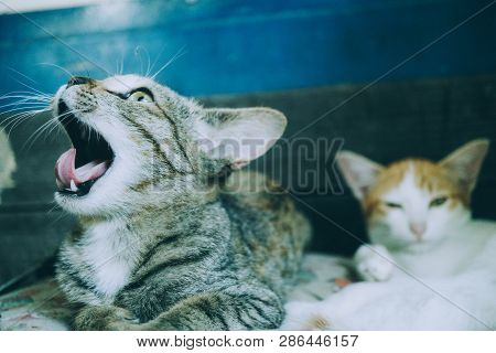 Cat Is Angry, Cat Waking Up, Cats Yawn Because They Just Woke Up, Two Little Cats On A Soft Mattress