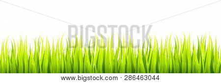 Seamless Spring Grass Lines For Edging, Footer And Decorations. Springtime Sprouts Grows In A Daylig