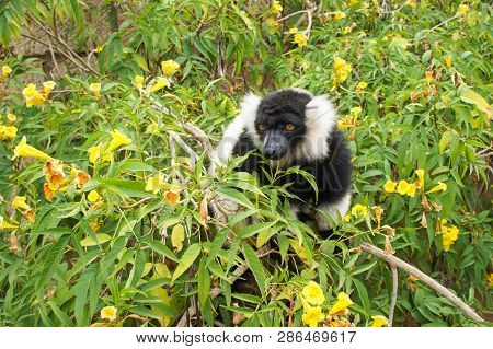 Black And White Ruffed Lemur On A Bush With Yellow Flowers.