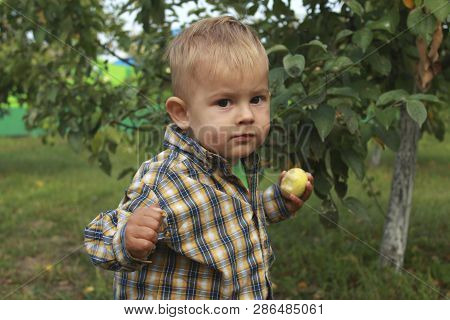 Little Boy Eating Red Apple In Orchard