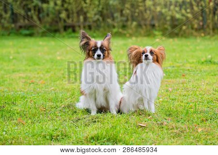 Outdoor Portrait Of A Papillon Purebreed Dogs On The Grass